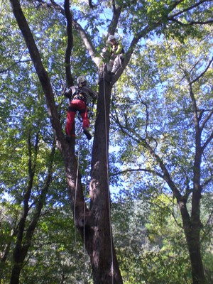 treeclimbing
